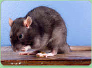 rat control Cottingham
