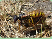 wasp control Cottingham